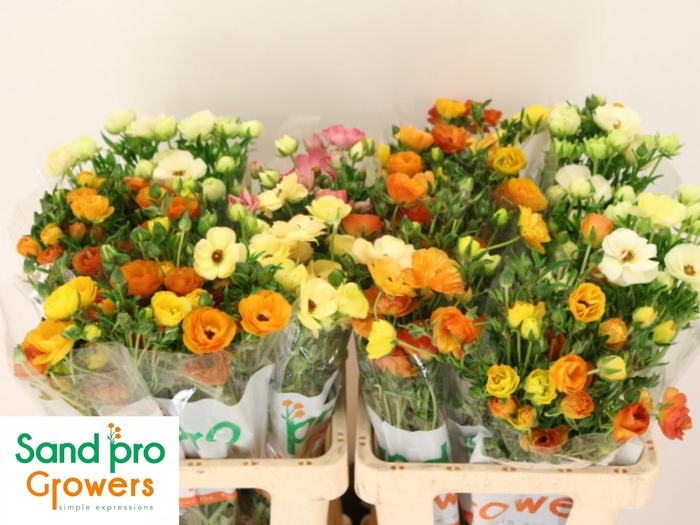 <h4>RAN GEM IN FUST</h4>