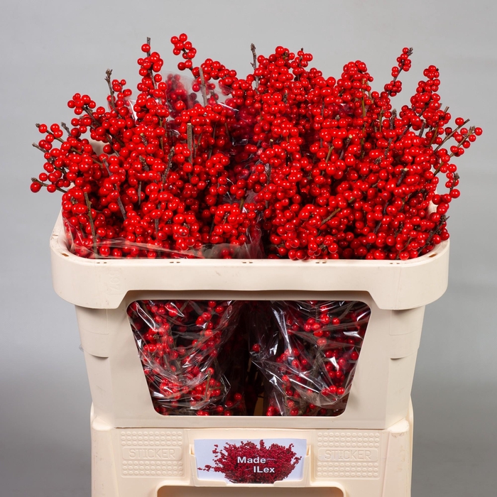 <h4>ILEX VE RODE BES</h4>