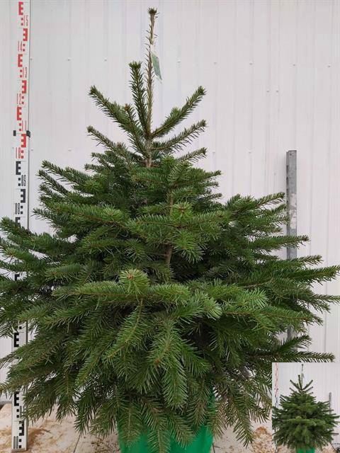 <h4>Abies nordmanniana</h4>