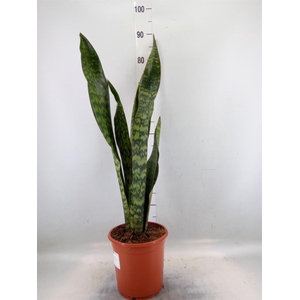 Sansevieria trifa.   ...