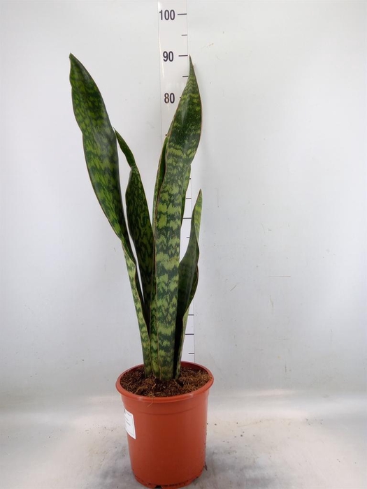 <h4>Sansevieria trifa.   ...</h4>