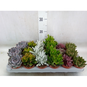 Succulents   ...