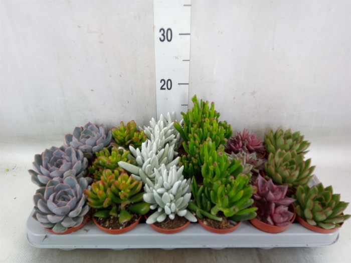 <h4>Succulents   ...</h4>
