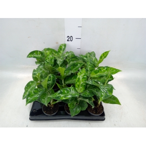 Aglaonema   ...