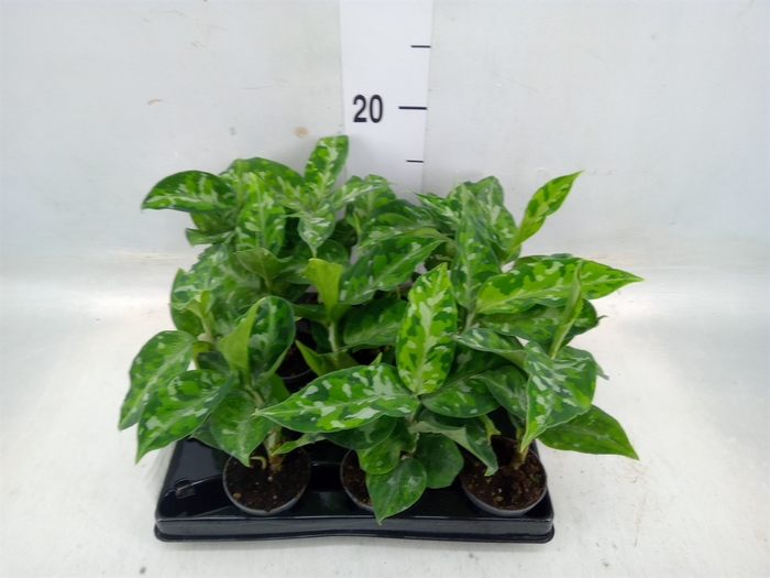 <h4>Aglaonema   ...</h4>