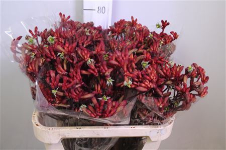 <h4>Anigozanthos  'Early Spring'</h4>