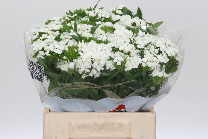 <h4>Dianthus Br Aldo White</h4>