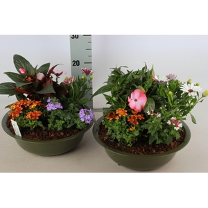 ARR TUINPLANTEN