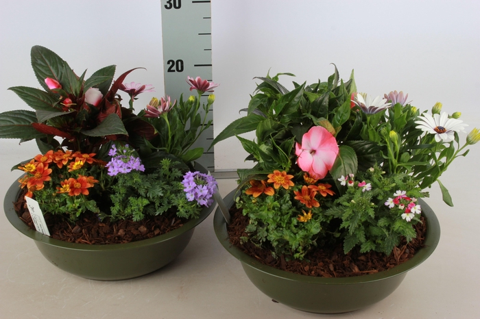 <h4>ARR TUINPLANTEN</h4>