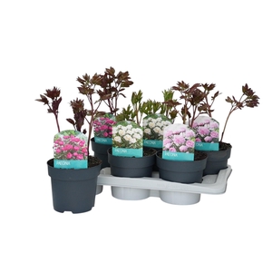 PAEONIA OV