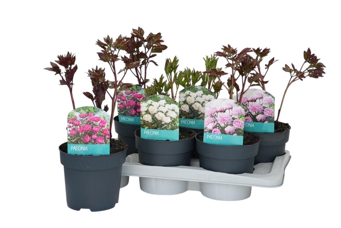 <h4>PAEONIA OV</h4>