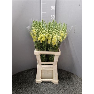 Antir Poto Yellow Bicolor