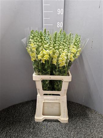 <h4>Antir Poto Yellow Bicolor</h4>