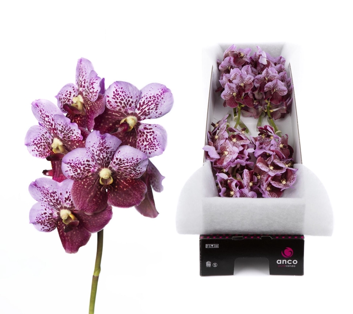 <h4>Vanda  'Divana Pink and Mahogany'</h4>