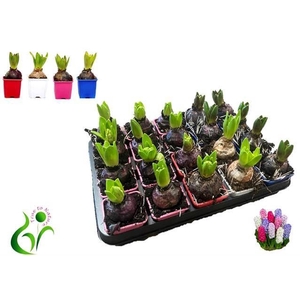 Hyacinthus ori. gemengd 4 kleuren