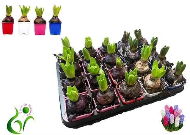 <h4>Hyacinthus ori. gemengd 4 kleuren</h4>