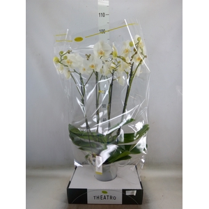 Phalaenopsis   ...white