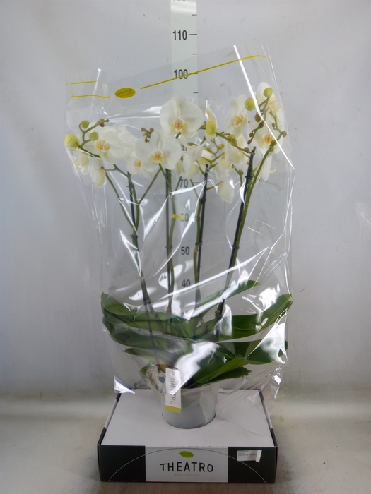 <h4>Phalaenopsis   ...white</h4>
