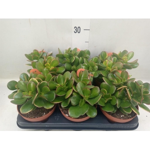 Crassula ovata 'Sunset'