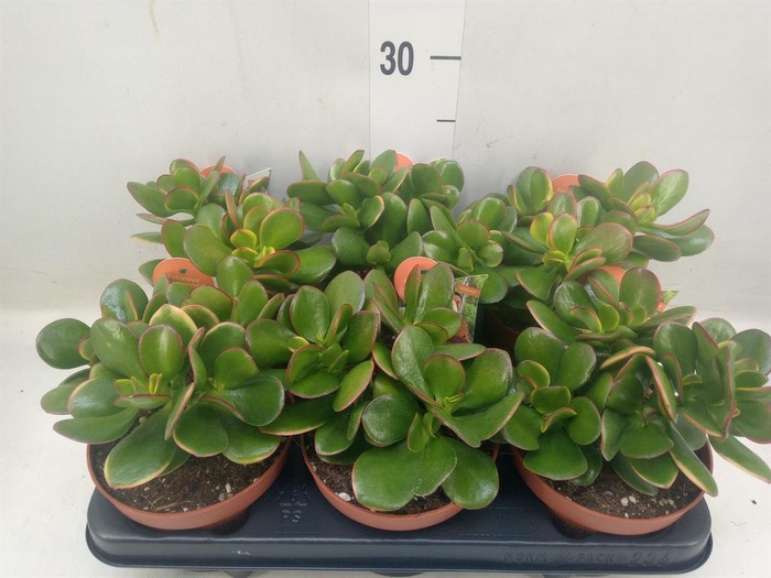 <h4>Crassula ovata 'Sunset'</h4>