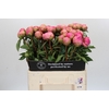 Paeonia Jacorma