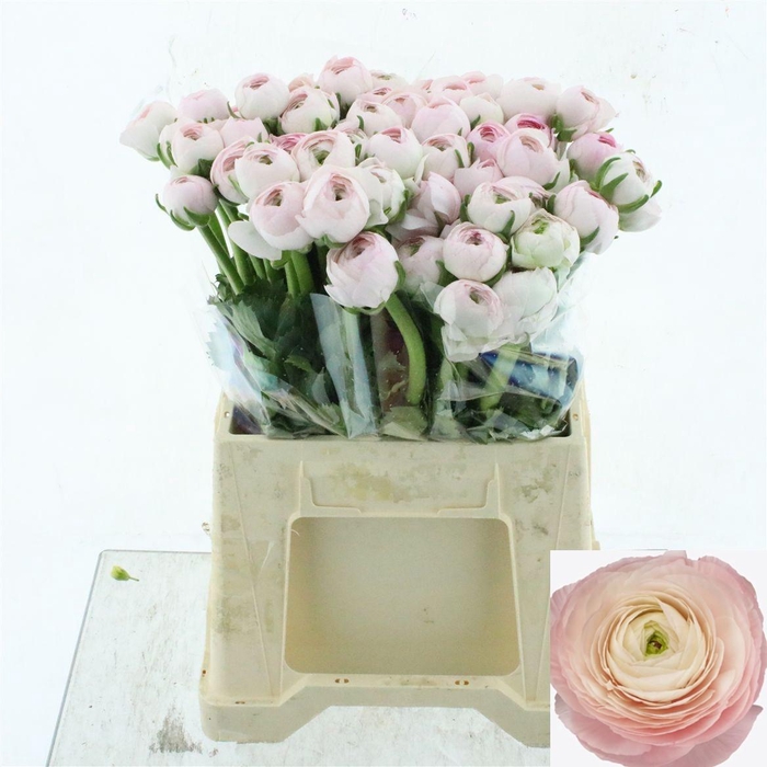 <h4>RAN SU HANOI</h4>