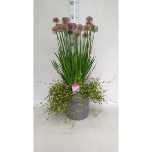 Allium  'Millenium'