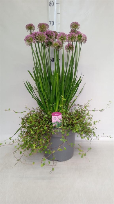 <h4>Allium  'Millenium'</h4>