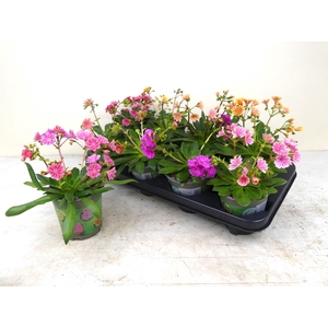 LEWI COTYLEDON stock