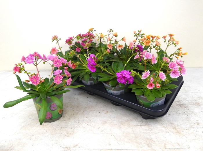 <h4>LEWI COTYLEDON stock</h4>