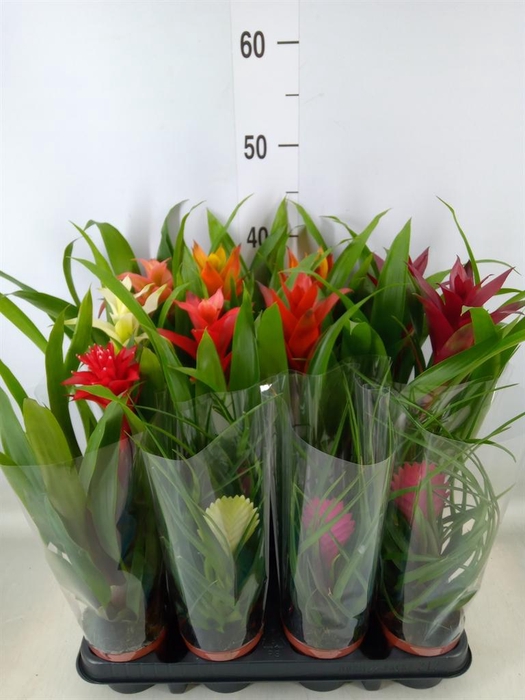<h4>Bromelia   ...mix</h4>