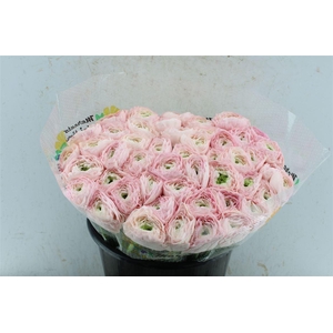 Ran Kloon Extra Confetto