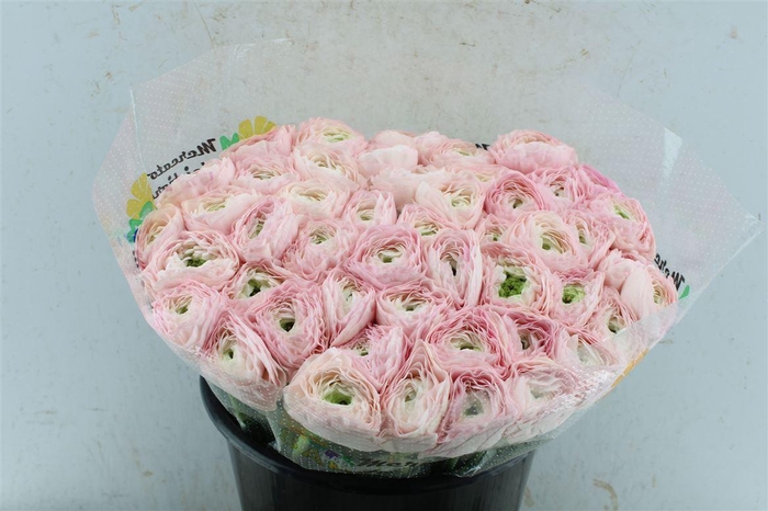 <h4>Ran Kloon Extra Confetto</h4>