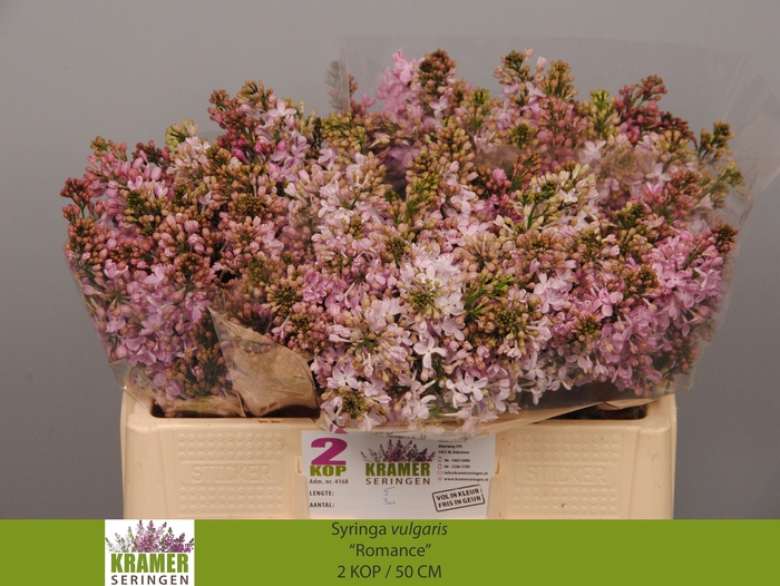 <h4>SYR V ROMANCE</h4>