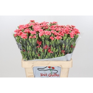 Dianthus Sp 