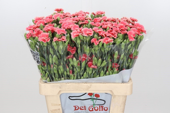 Dianthus Sp 