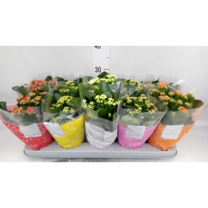 Kalanchoe blos. 'Perfecta' ..mix 5