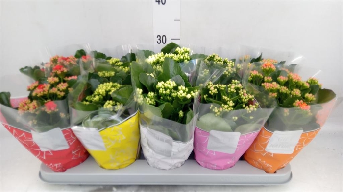 <h4>Kalanchoe blos. 'Perfecta'  ..mix 5</h4>