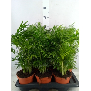 Chamaedorea elegans