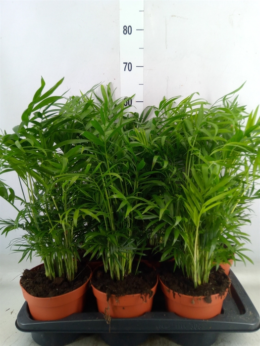<h4>Chamaedorea elegans</h4>