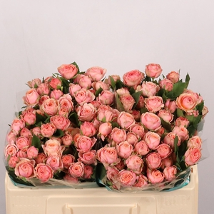 R TR MEMORY ROSEVER