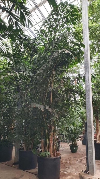 <h4>Caryota mitis</h4>