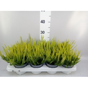 Calluna vulg. 'Beauty L Agneta'