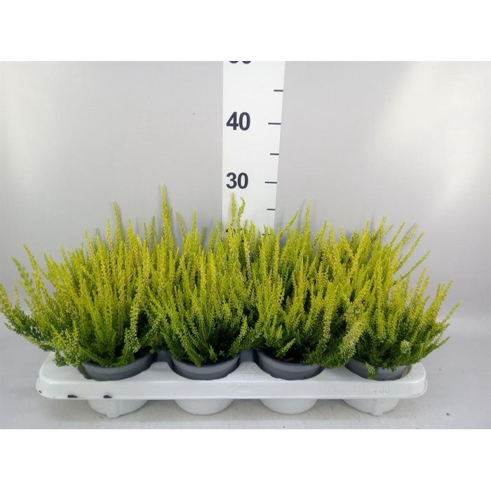 <h4>Calluna vulg. 'Beauty L Agneta'</h4>