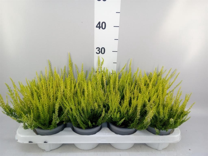 <h4>Calluna vulg. 'Beauty L Agneta'</h4>