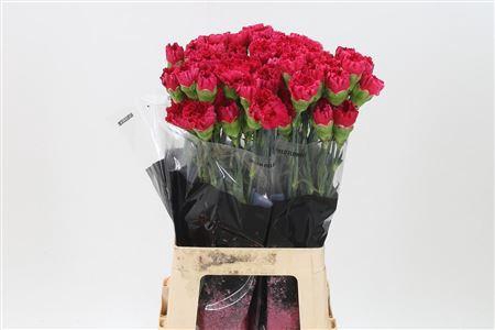 <h4>Di St Bizet</h4>