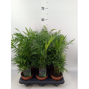 Chamaedorea elegans