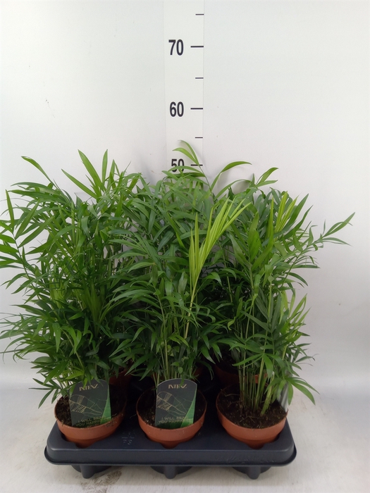 <h4>Chamaedorea elegans</h4>