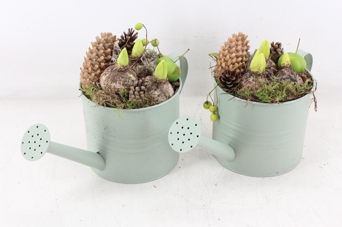 <h4>arr4 Hyacint MB - Mint gieter 338/5</h4>