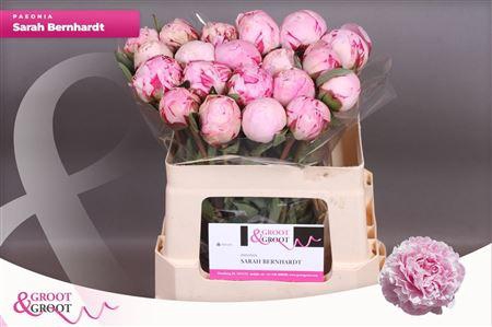 Paeonia Sarah Bernhardt | Heavy Quality